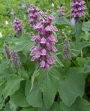 View full-size image Phlomoides oreophila