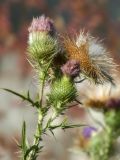 Смотреть изображение Cirsium vulgare