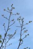 View full-size image genus Robinia