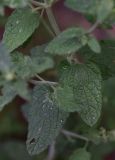 View full-size image familia Lamiaceae
