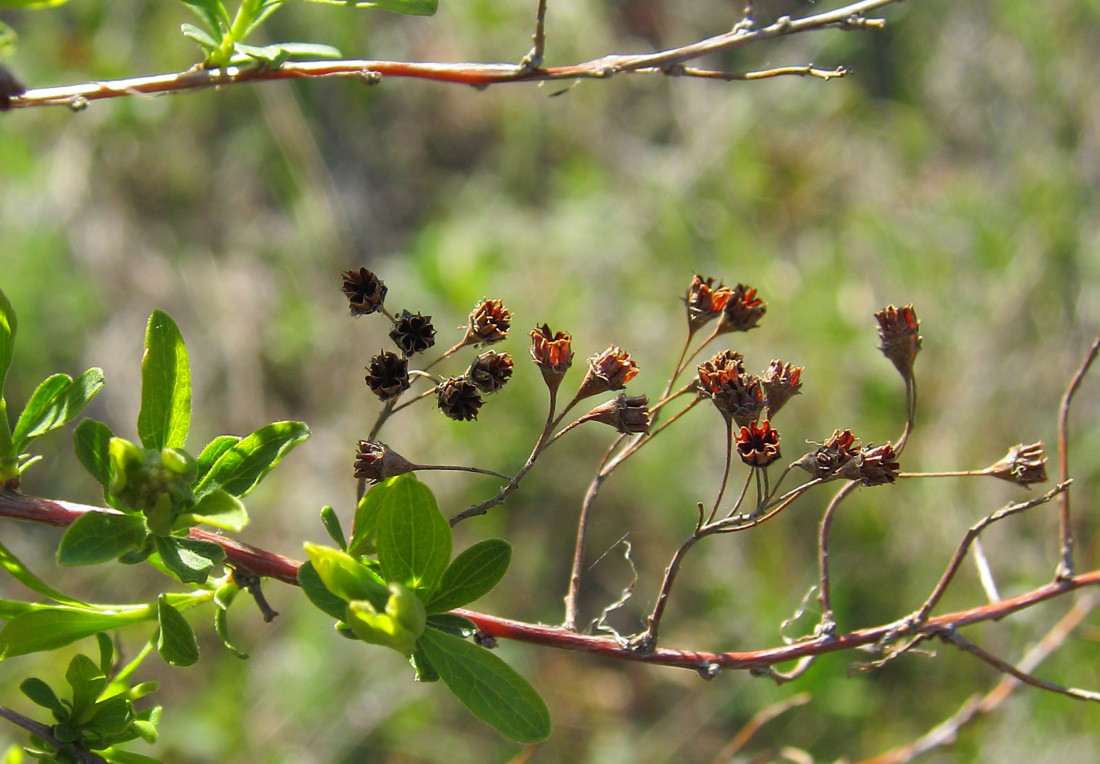 Image of Spiraea crenata specimen.