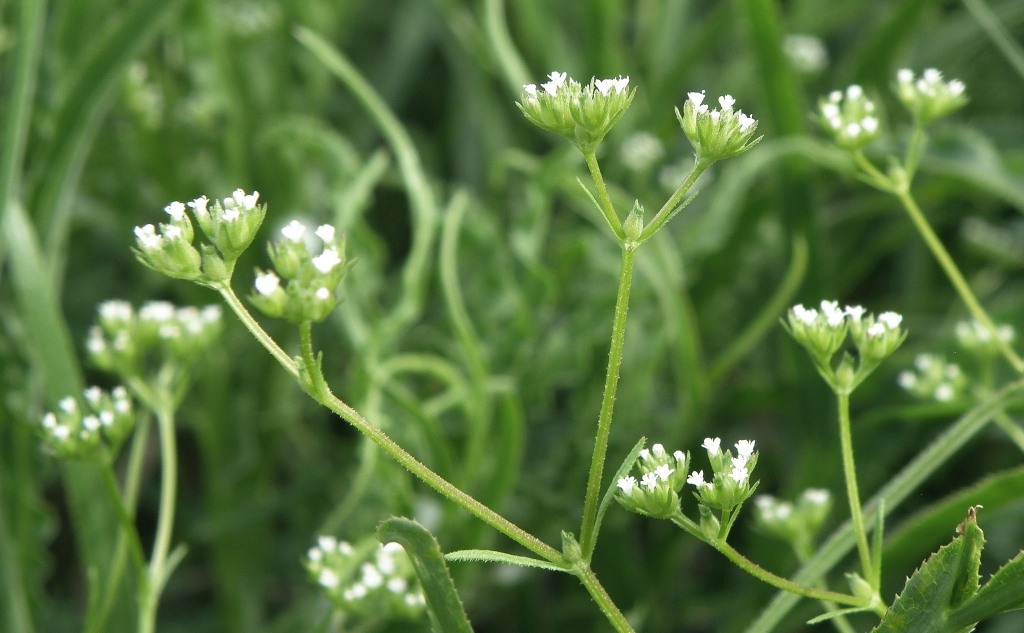 Изображение особи Valerianella dentata.