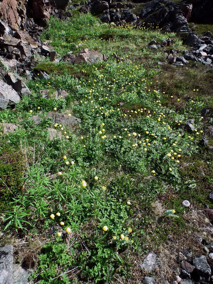 Image of Trollius europaeus specimen.