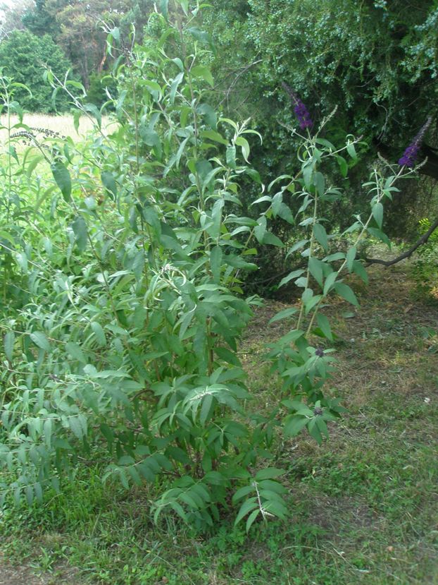 Image of Buddleja davidii specimen.