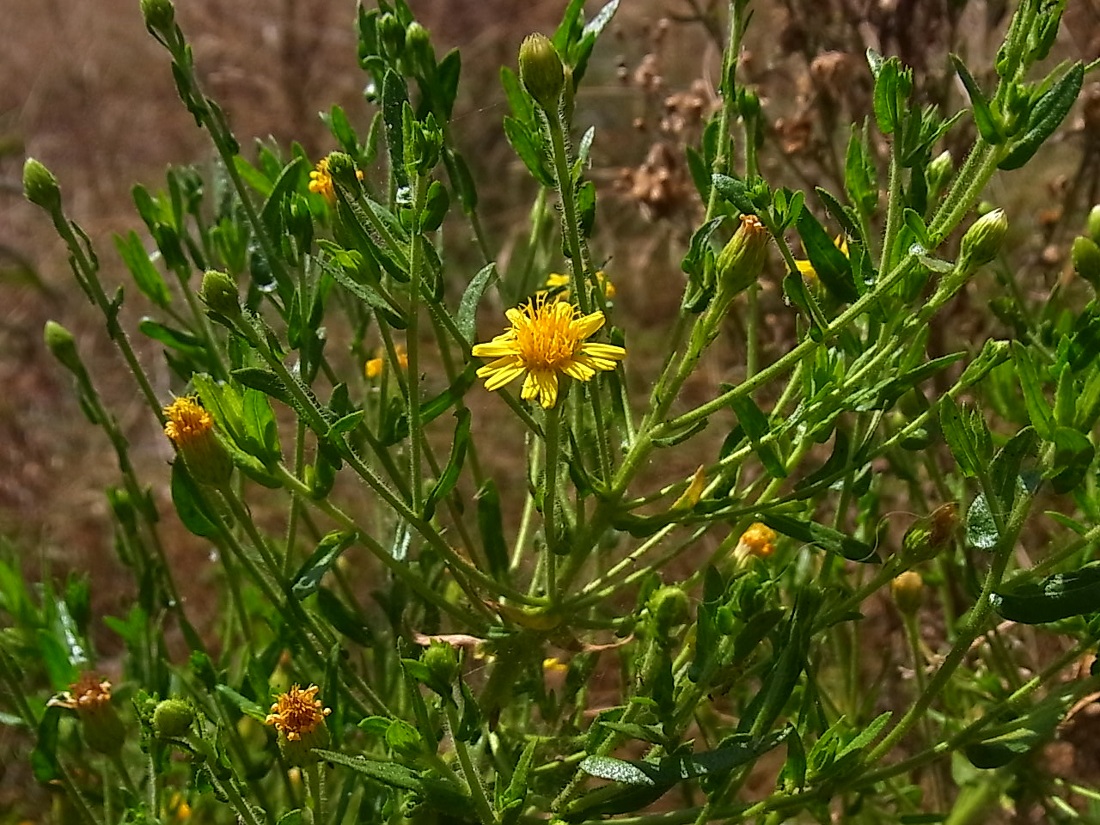 Image of Dittrichia graveolens specimen.