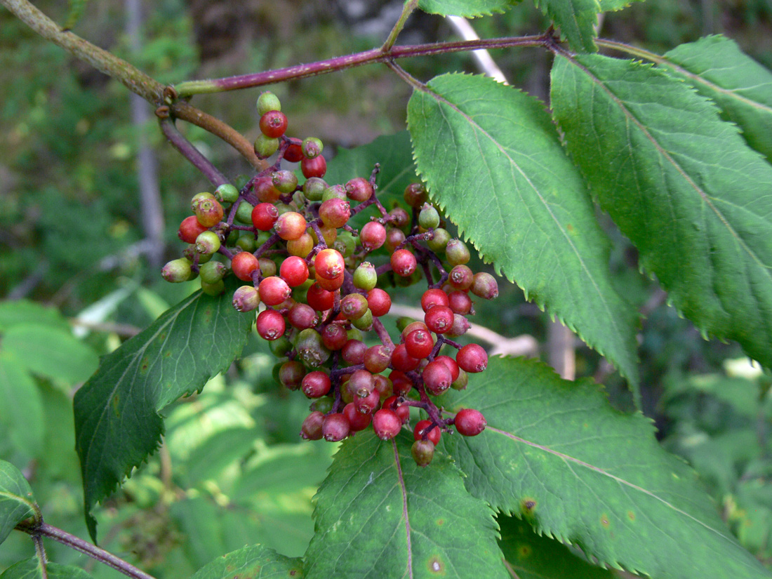 Image of Sambucus sibirica specimen.