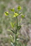 genus Euphorbia. Верхушка цветущего растения. Таджикистан, предгорья Гиссарского хр., Северные холмы. 02.05.2011.