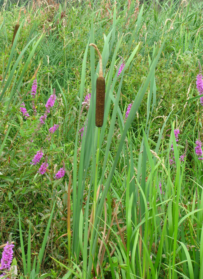 Image of Typha latifolia specimen.