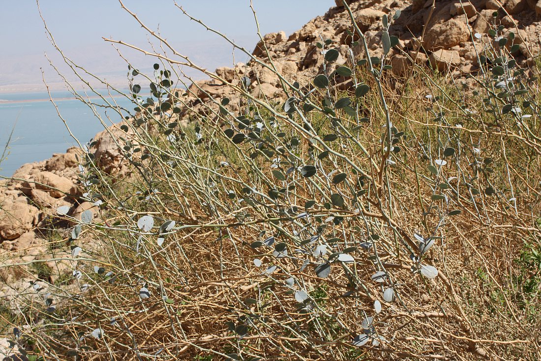 Изображение особи Capparis aegyptia.