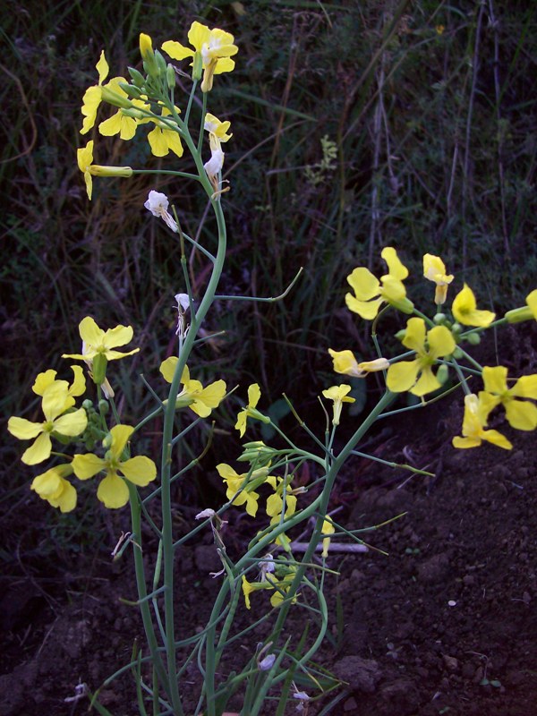 Изображение особи Raphanus raphanistrum.