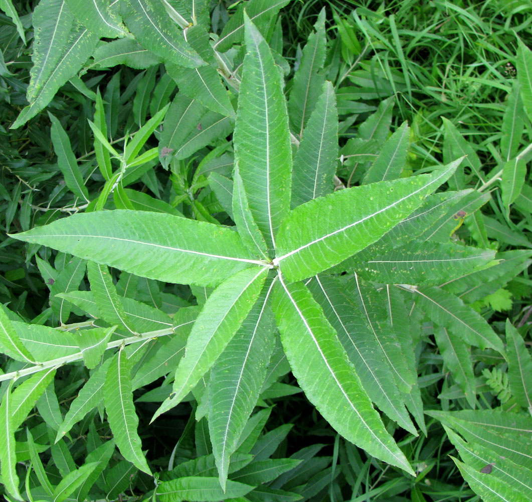 Image of Salix gmelinii specimen.