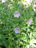 Veronica fruticulosa