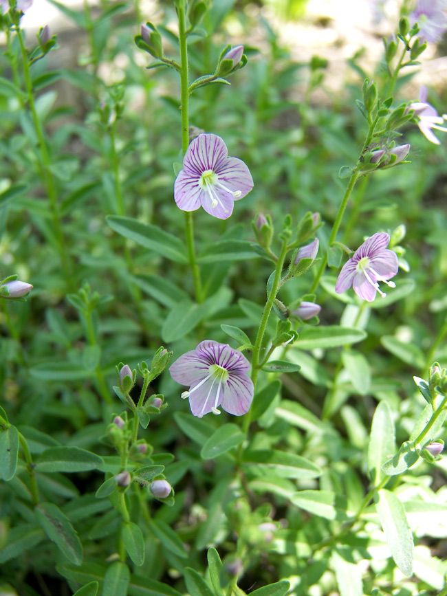 Image of Veronica fruticulosa specimen.