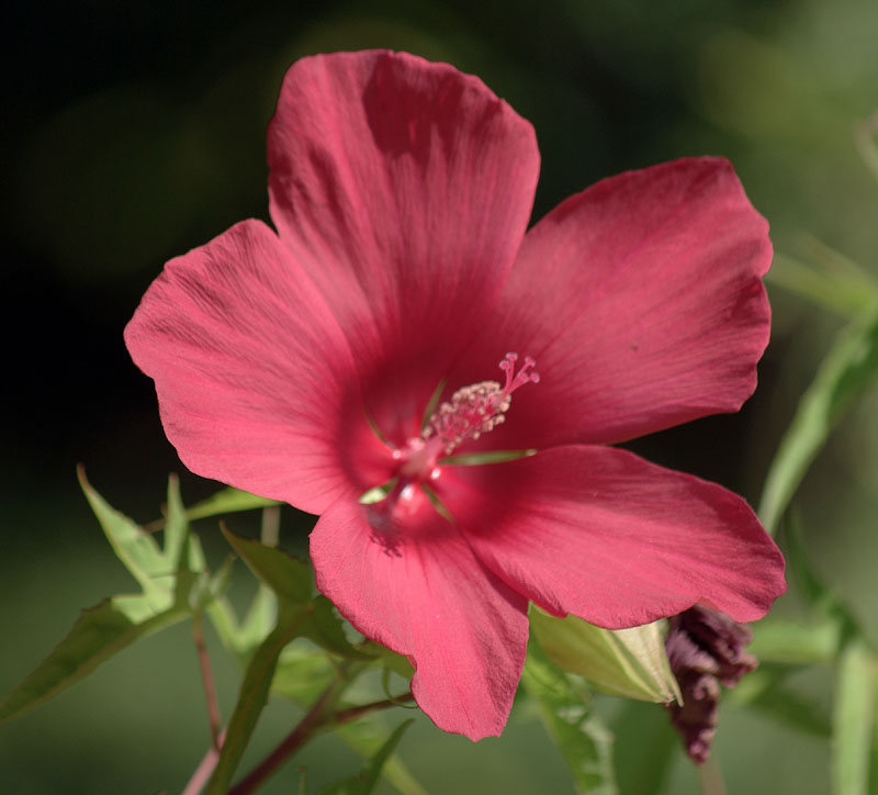 Изображение особи Hibiscus coccineus.