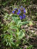 Pulmonaria mollis