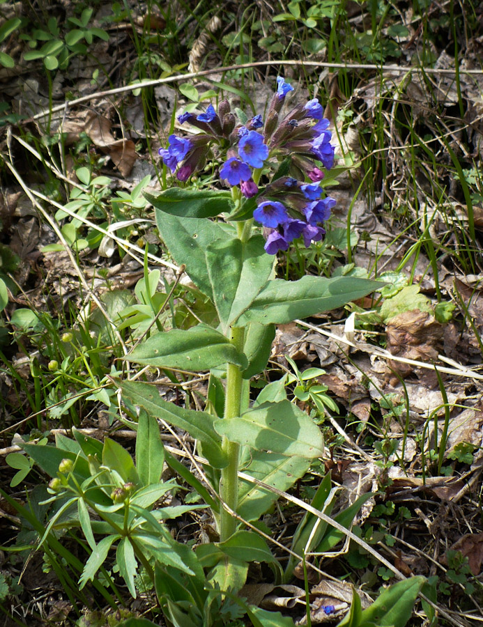 Изображение особи Pulmonaria mollis.