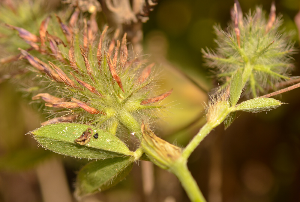 Изображение особи Trifolium blancheanum.