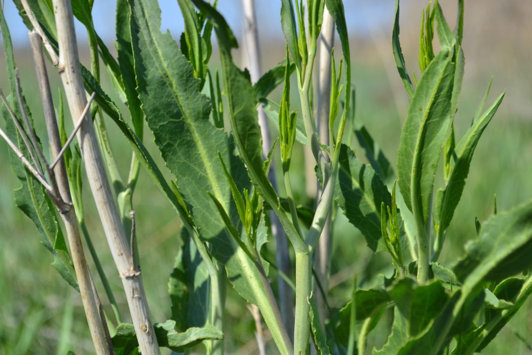 Изображение особи Lepidium latifolium.