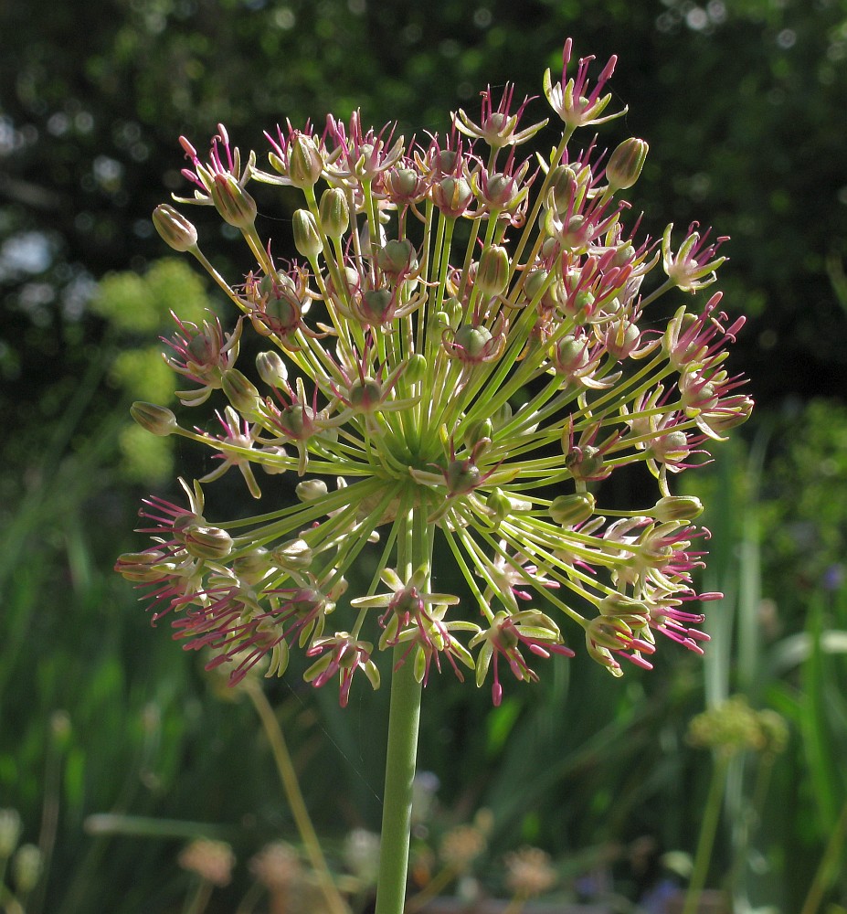 Изображение особи Allium taschkenticum.