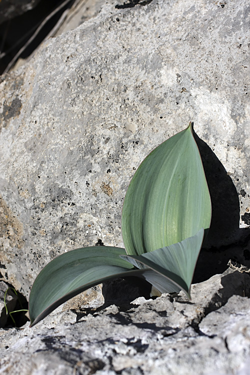 Image of Allium karataviense specimen.