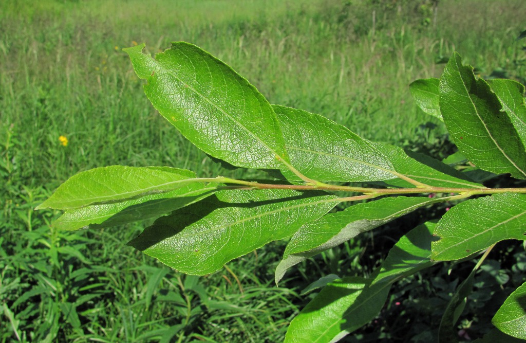 Image of Salix caprea specimen.