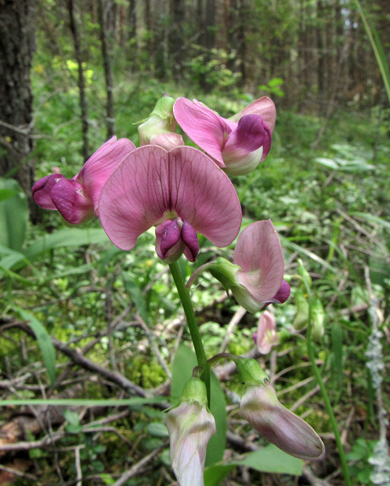 Изображение особи Lathyrus sylvestris.