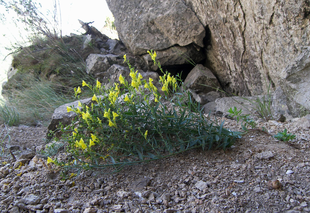 Image of Linaria adzharica specimen.