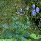 Смотреть изображение Aconitum burnatii