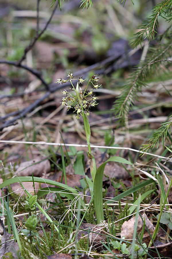 Image of Luzula pilosa specimen.