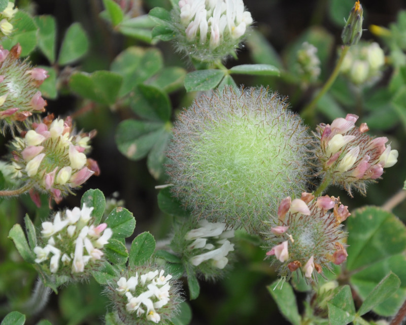 Image of Trifolium globosum specimen.