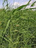 Phragmites australis. Верхушки побегов с кормящейся азиатской перелётной саранчой (Locusta migratoria L.). Окр. Саратова, Волгоградское вдхр., о-в Покровские Пески. 5 августа 2012 г.