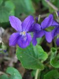 Viola odorata. Цветки. Узбекистан, г. Ташкент, пос. Улугбек. 24.03.2012.