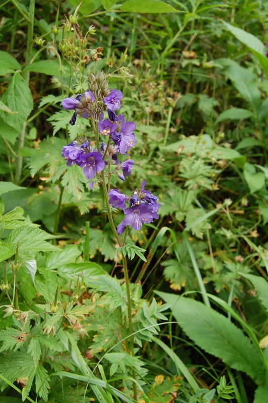 Image of Polemonium caucasicum specimen.