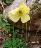 Papaver croceum. Цветок в каплях дождя. Кыргызстан, северный берег озера Иссык-Куль, Григорьевское ущелье. 08.08.2011.