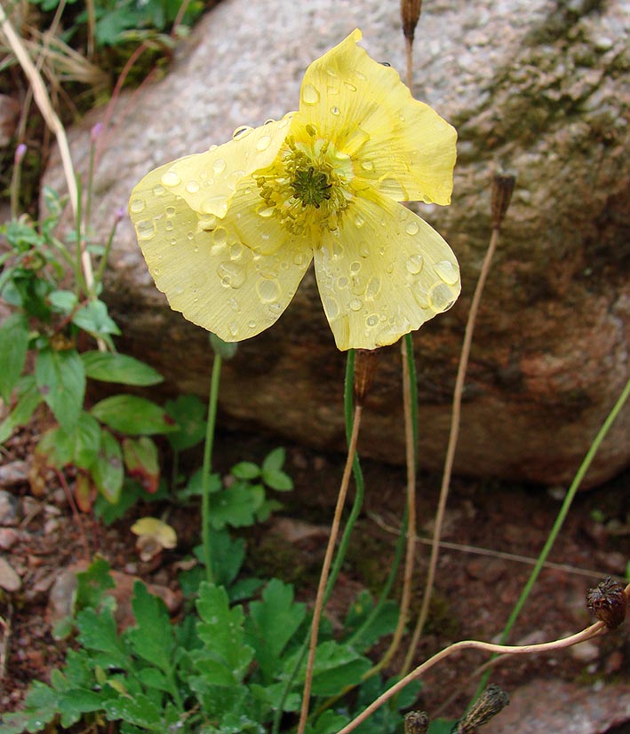 Изображение особи Papaver croceum.