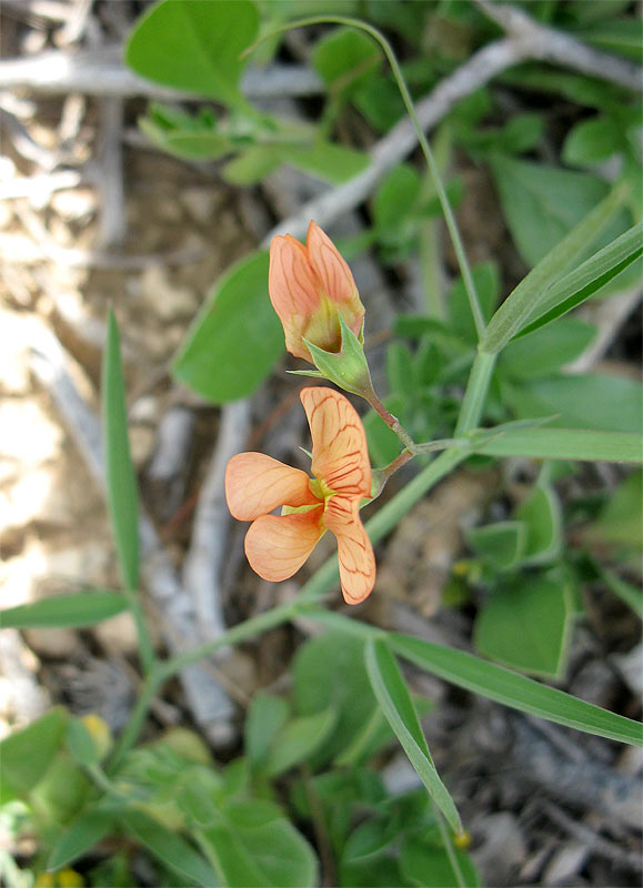 Image of Lathyrus blepharicarpus specimen.