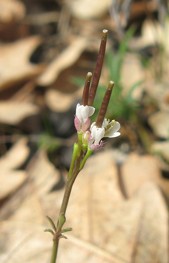 Изображение особи Cardamine hirsuta.