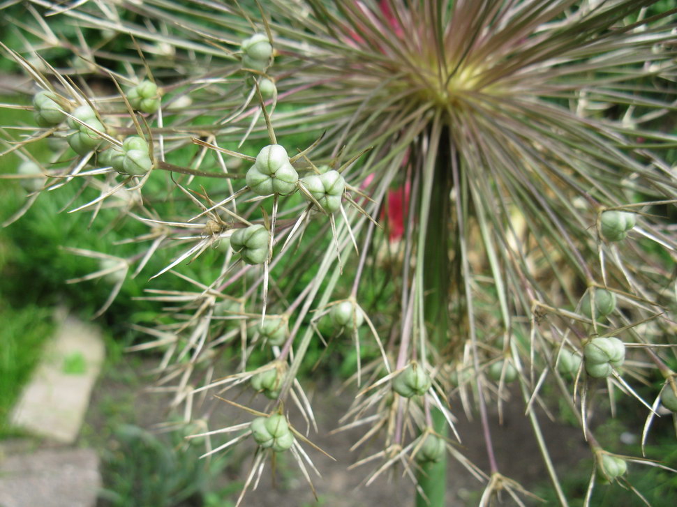 Image of Allium cristophii specimen.