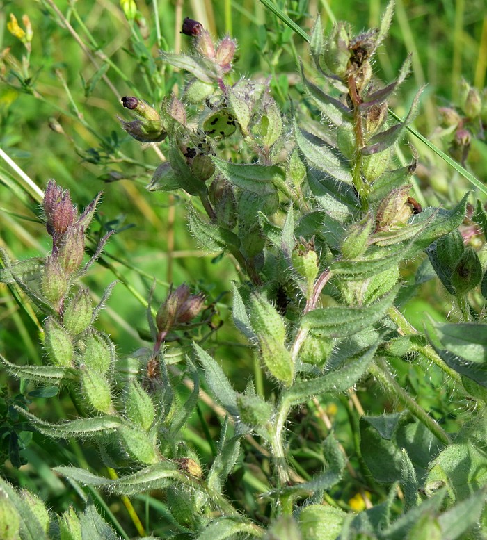 Image of Nonea rossica specimen.