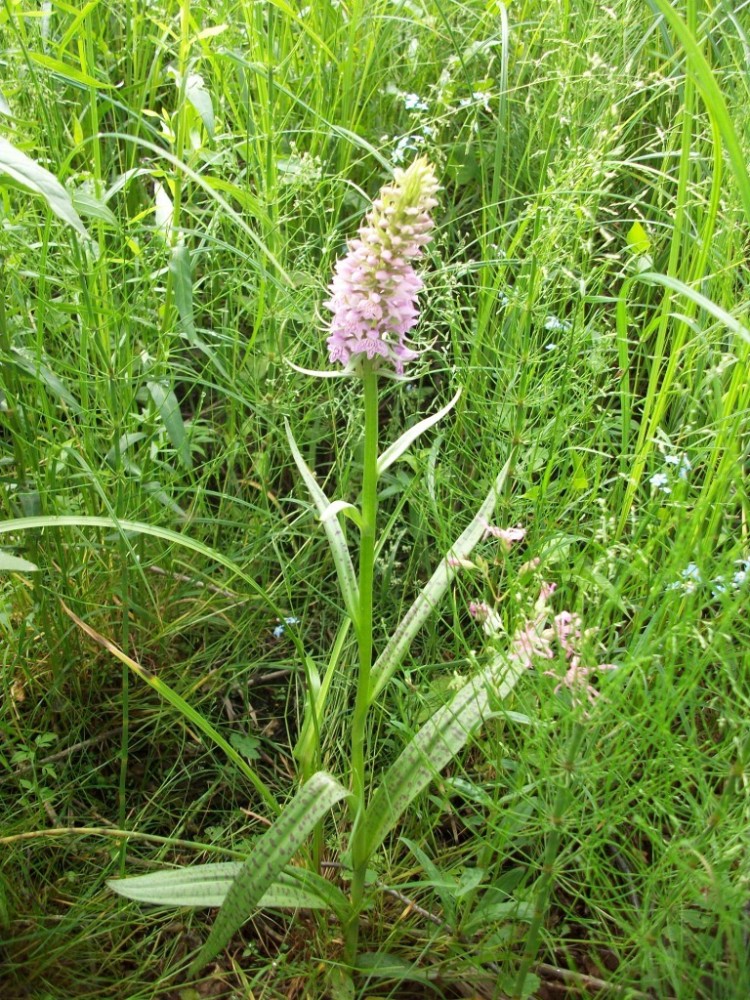 Изображение особи Dactylorhiza baltica.