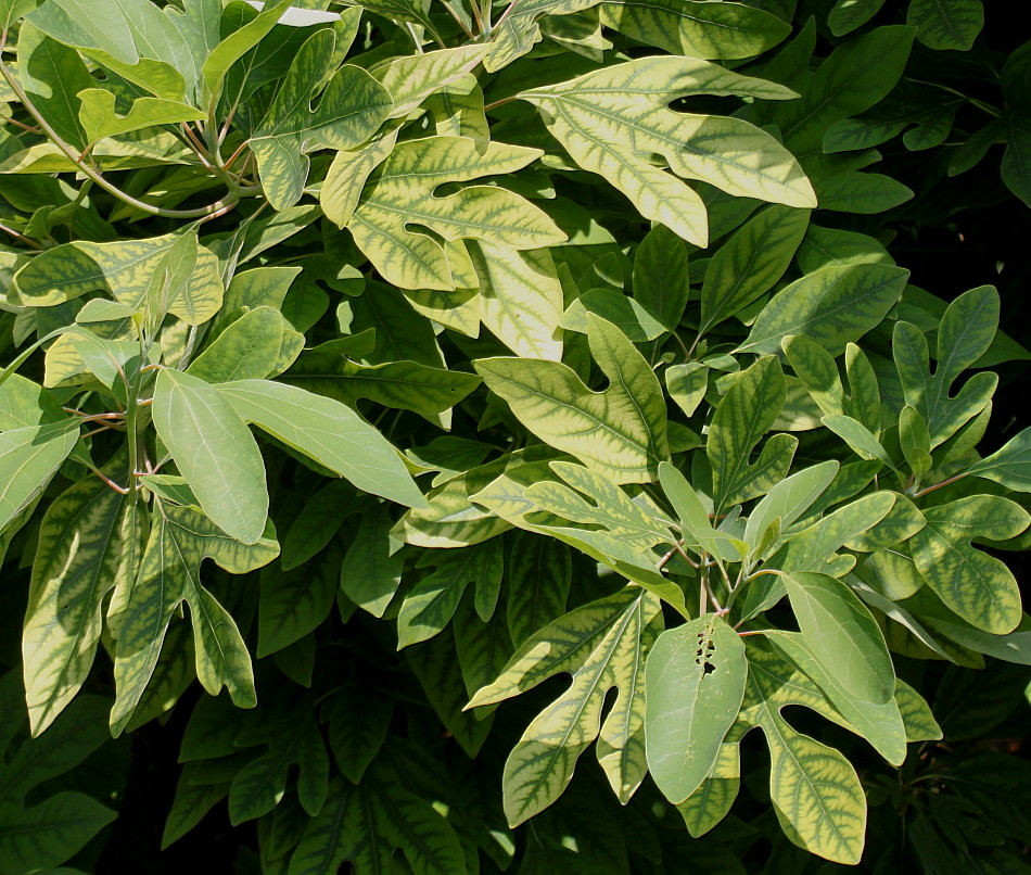 Image of Sassafras albidum specimen.