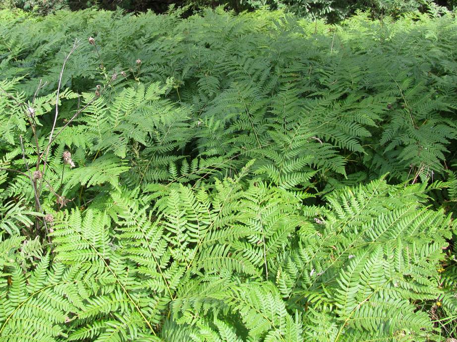 Image of Pteridium pinetorum ssp. sibiricum specimen.