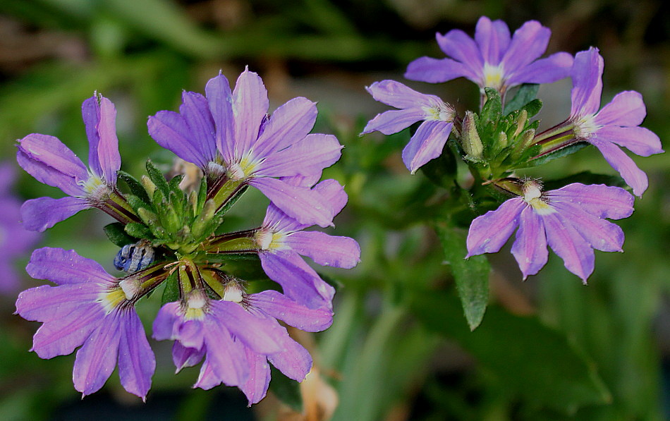 Изображение особи Scaevola aemula.