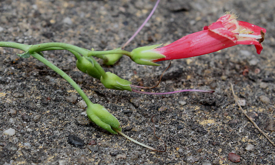 Image of Penstemon barbatus specimen.