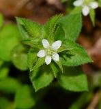 Arenaria leptoclados подвид viscidula. Цветок. Израиль, Шарон, г. Герцлия, рудеральное местообитание. 08.02.2014.