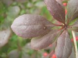 Berberis × ottawensis