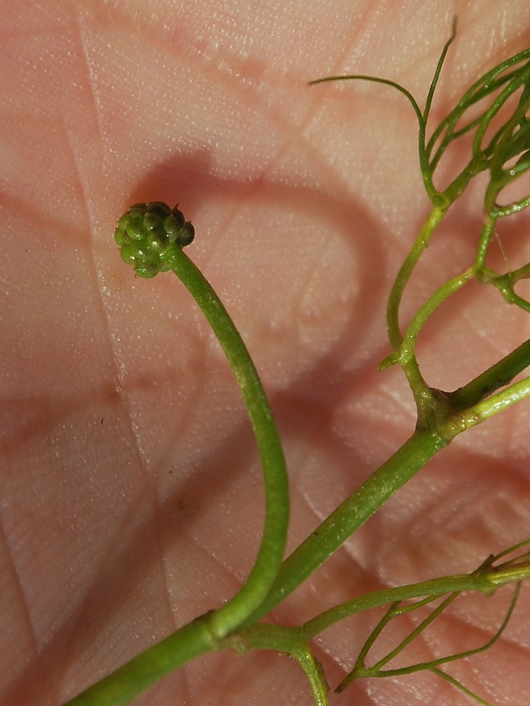 Image of Ranunculus trichophyllus specimen.