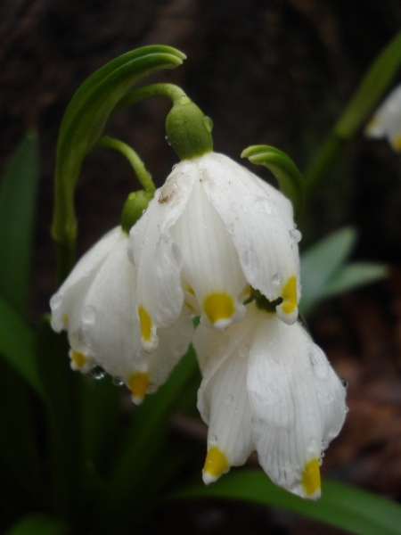 Image of Leucojum vernum specimen.