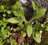 Myosotis sparsiflora. Цветущее растение. Украина, г. Запорожье, о-в Хортица, северо-западный берег. 05.04.2014.