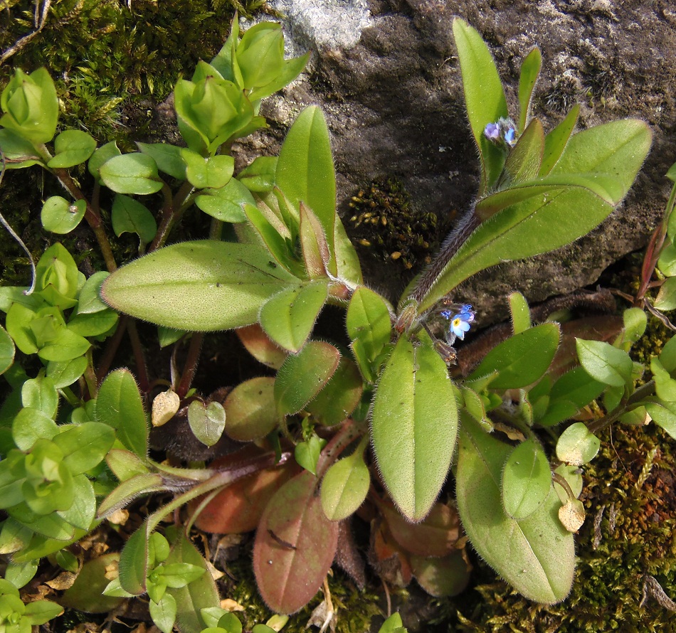 Image of Myosotis sparsiflora specimen.